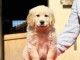 je donne chiot golden retriever m&acirc;le 