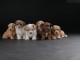 Bichon Havanais magnifiques chiots