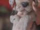 Dogue Allemand &ndash; magnifiques chiots
