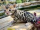 adorables chatons Bengal disponible 