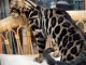adorable chaton Bengal disponible pour adoption 