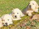 chiot golden retriever m&acirc;le et femelle disponible 