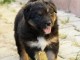 chiot berger australien disponible pour adoption 
