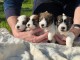 chiot Jack Russel terrier disponible 