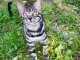 chaton Bengal disponible pour adoption 