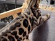chaton Bengal disponible pour adoption 