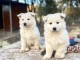 chiot berger blanc suisse adoption 