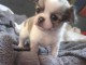 chiot chihuahua femelle a donner 