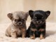 chiot chihuahua disponible pour adoption 