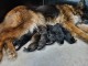 annonce chiot berger allemand 