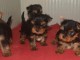 adoption chiot Yorkshire terrier femelle 