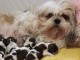 annonce chiot Shih Tzu lof 