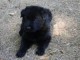chiot berger allemand disponible 