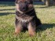 Berger allemand magnifiques chiots