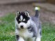 chiot husky sib&eacute;rien &agrave; donner 