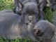 Bouledogue Fran&ccedil;ais chiots sky blue