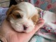 Chiot cavalier king charle disponibles 