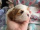 Adopter chiot cavalier king charle disponible 