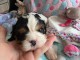 Je donne chiot cavalier king charle 