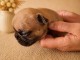 Magnifique chiot bouledogue fran&ccedil;ais disponible 