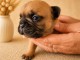 Chiot bouledogue fran&ccedil;ais disponible 