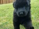 Chiot Berger allemand a donn&eacute; 