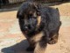 Adoption chiot Berger allemand 