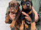 Dobermann &ndash; Chiots &agrave; vendre