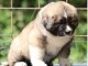 Chien de berger du Caucase &ndash; Magnifiques chiots femelles