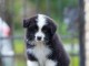 Border collie chiots &agrave; vendre