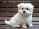Donne magnifique petite femelle bichon maltais 