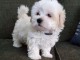 Adorable petite femelle bichon maltais 
