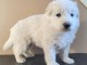 chiot berger blanc suisse &agrave; donner