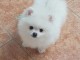 Chiots Spitz allemand nain a donner
