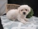 chiot Bichon fris&eacute; a donner