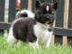chiot Akita Am&eacute;ricain a donner