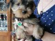 chiot Yorkshire a donner