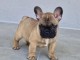 Chiot Bouledogue Fran&ccedil;ais a donner