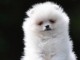 Pom&eacute;ranien Boo &ndash; magnifiques chiots