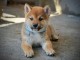 Shiba Inu &ndash; Magnifiques chiots
