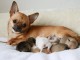 magnifique chiot chihuahua