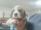 Beagle chiots &agrave; vendre