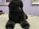 Caniche nain &ndash; chiots &agrave; vendre