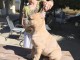 Cane Corso &ndash; Chiots m&acirc;les Formentino &agrave; vendre