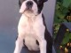 Boston Terrier &ndash; Chiots