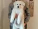 Berger Blanc Suisse &ndash; chiots