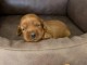 Cockapoo chiots &agrave; vendre