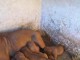 Dogue de Bordeaux chiots