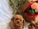 Magnifiques chiots caniche toy et nain