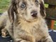 Chiots teckels &agrave; poil long &agrave; vendre